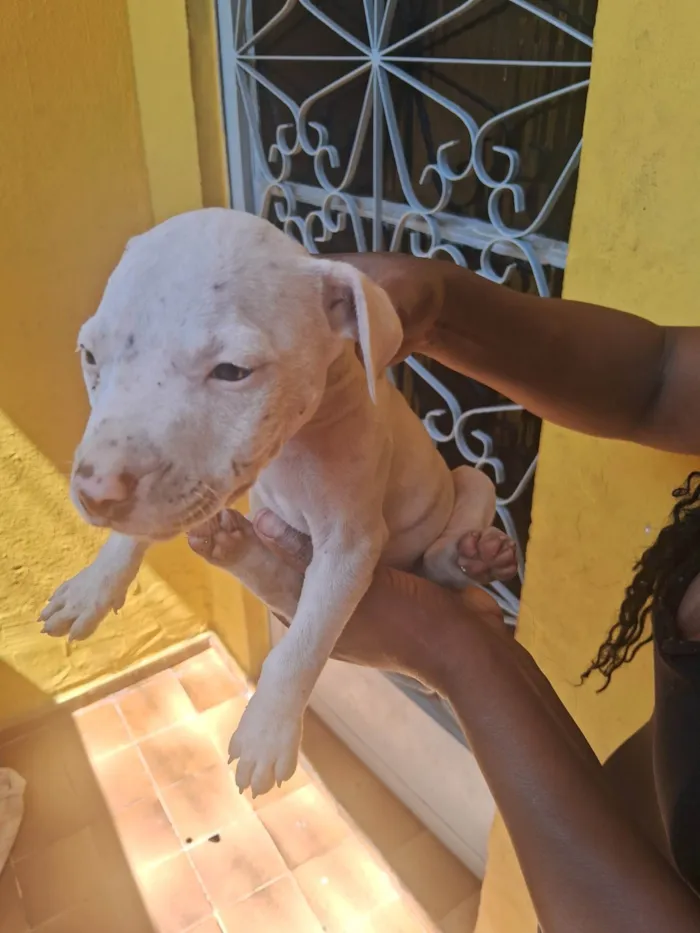 Cachorro ra a Pit-Bull idade 2 a 6 meses nome Nina