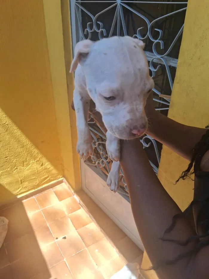 Cachorro ra a Pit-Bull idade 2 a 6 meses nome Nina