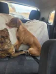 Thor e zeus