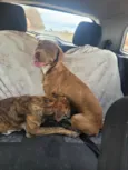 Thor e zeus