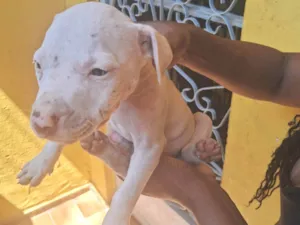 Cachorro raça Pit-Bull idade 2 a 6 meses nome Nina