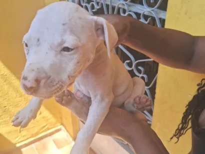 Cachorro raça Pit-Bull idade 2 a 6 meses nome Nina
