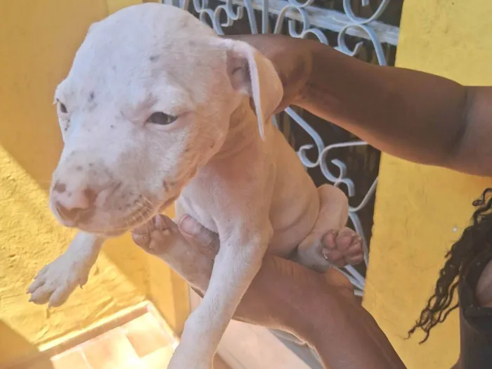 Cachorro ra a Pit-Bull idade 2 a 6 meses nome Nina