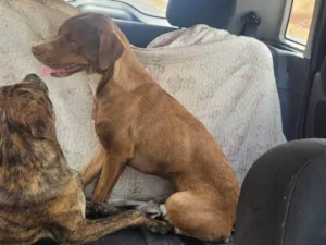 Cachorro raça SRD-ViraLata idade 7 a 11 meses nome Thor e zeus