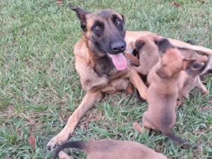 Cachorro raça SRD-ViraLata idade 1 ano nome Ella