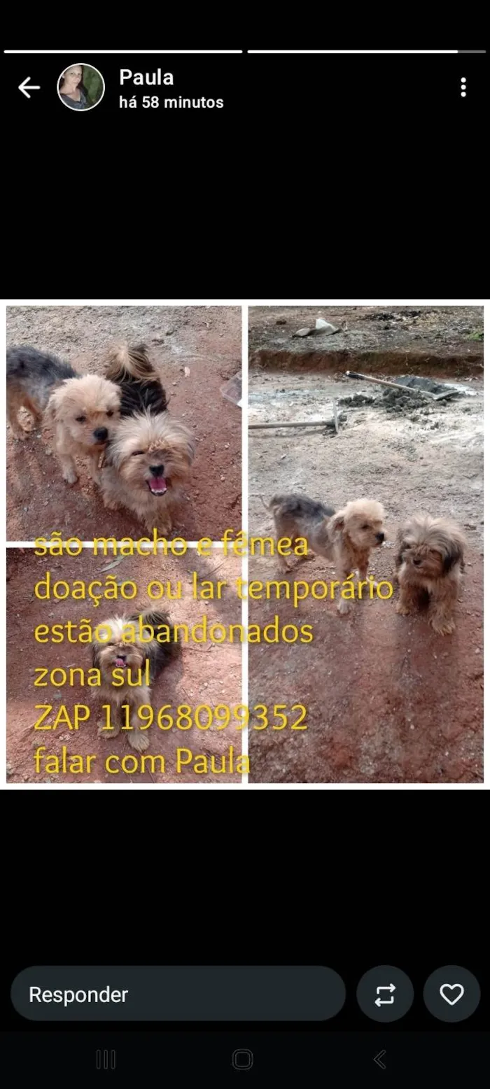 Cachorro ra a Yorkshire idade 2 anos nome Bebes abandonados