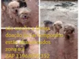 Bebes abandonados