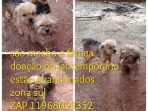 Cachorro raça Yorkshire idade 2 anos nome Bebes abandonados