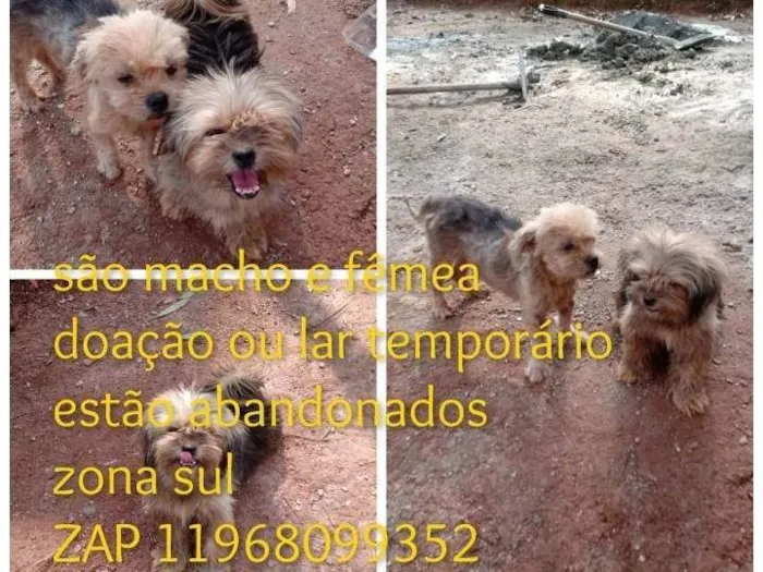 Cachorro ra a Yorkshire idade 2 anos nome Bebes abandonados