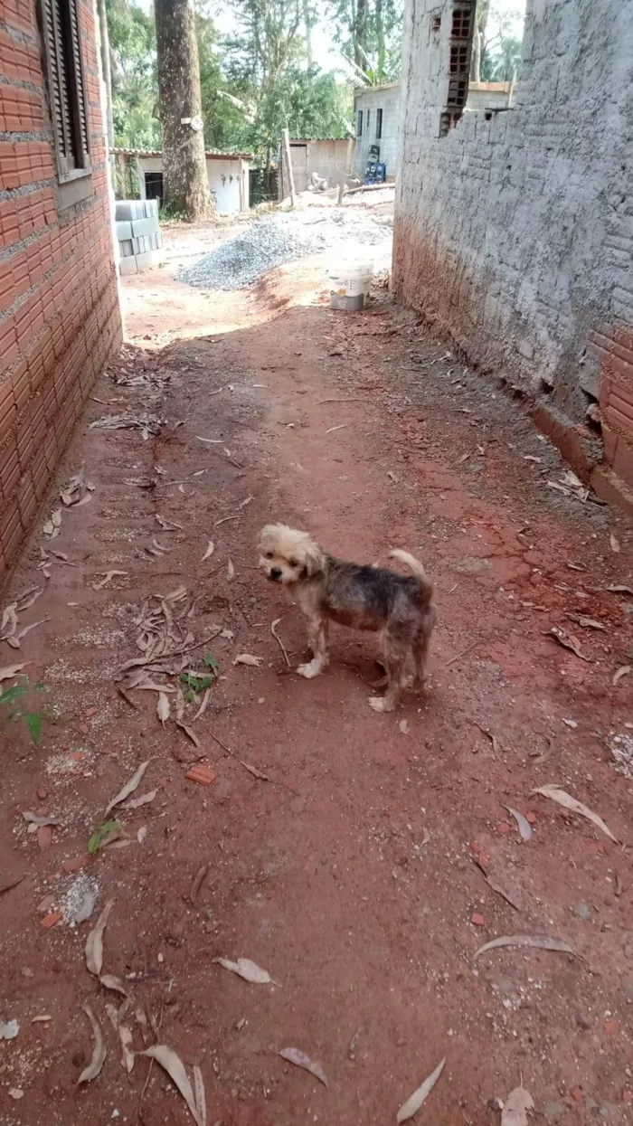 Cachorro ra a Yorkshire idade 2 anos nome Bebes abandonados