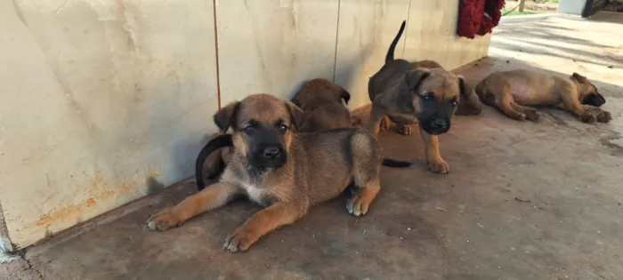 Cachorro ra a SRD-ViraLata idade Abaixo de 2 meses nome Filhotes de belga malinoa com americano