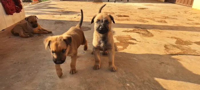 Cachorro ra a SRD-ViraLata idade Abaixo de 2 meses nome Filhotes de belga malinoa com americano