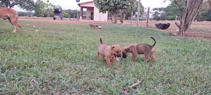 Cachorro ra a SRD-ViraLata idade Abaixo de 2 meses nome Filhotes de belga malinoa com americano