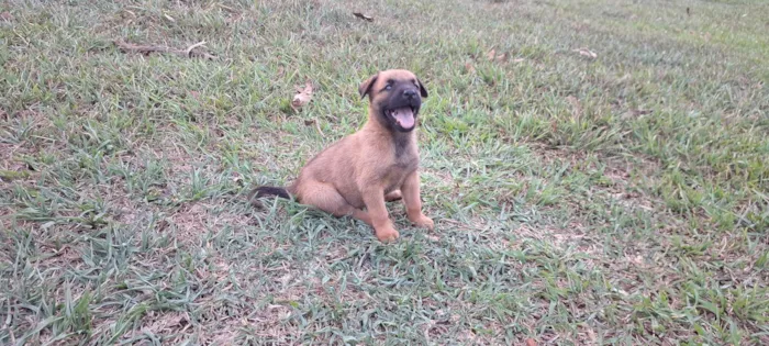 Cachorro ra a SRD-ViraLata idade Abaixo de 2 meses nome Filhotes de belga malinoa com americano