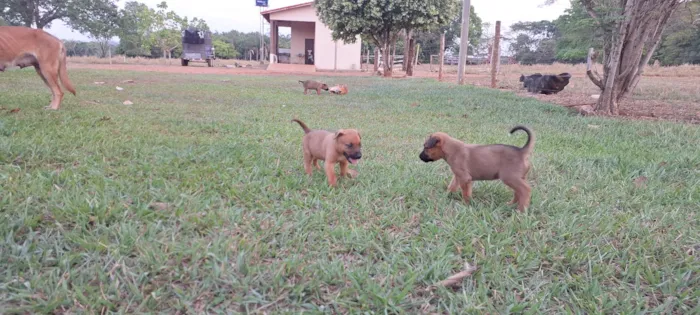 Cachorro ra a SRD-ViraLata idade Abaixo de 2 meses nome Filhotes de belga malinoa com americano