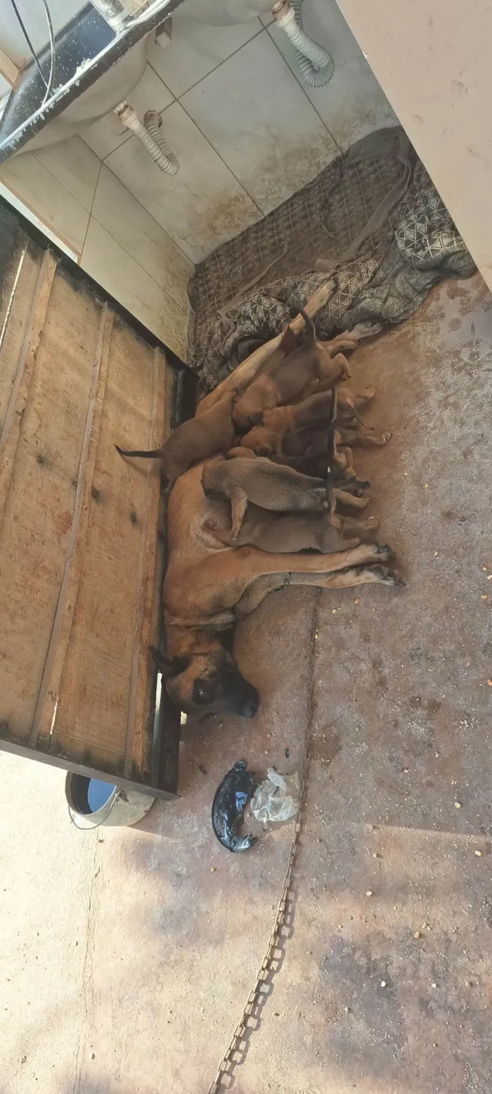 Cachorro ra a SRD-ViraLata idade Abaixo de 2 meses nome Filhotes de belga malinoa com americano