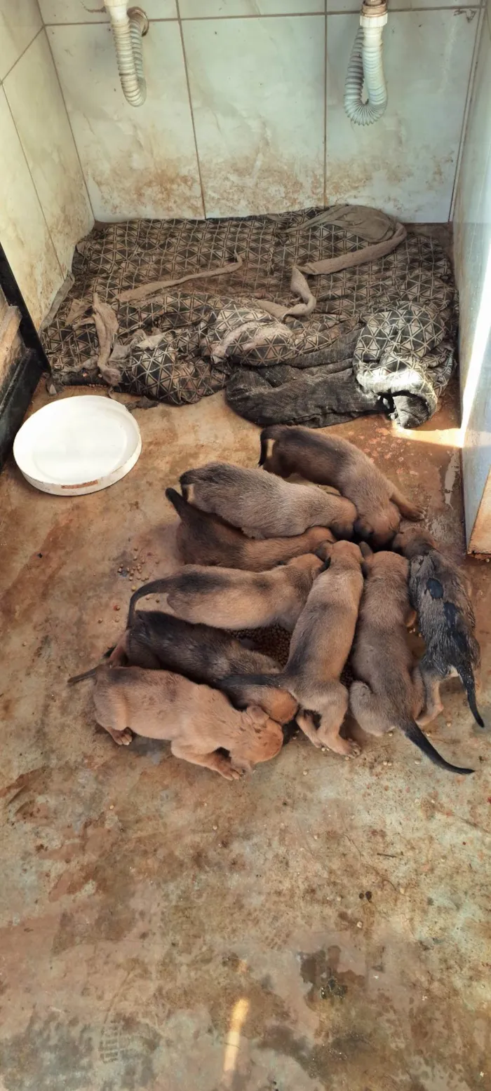 Cachorro ra a SRD-ViraLata idade Abaixo de 2 meses nome Filhotes de belga malinoa com americano