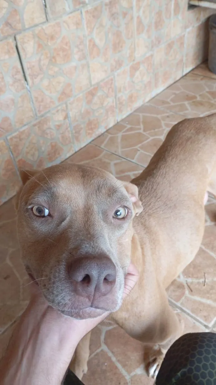 Cachorro ra a Pit-Bull idade 6 ou mais anos nome Chuck, e Laila 