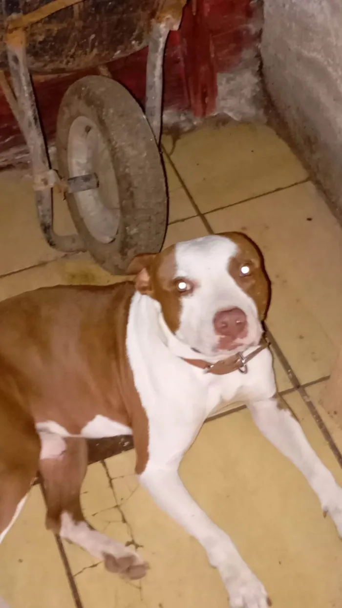 Cachorro ra a Pit-Bull idade 6 ou mais anos nome Chuck, e Laila 
