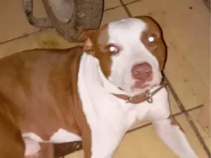 Cachorro raça Pit-Bull idade 6 ou mais anos nome Chuck, e Laila 