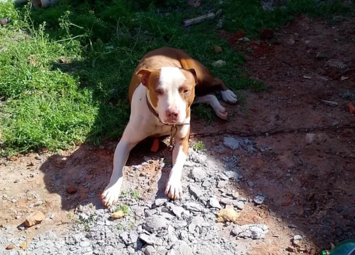 Cachorro ra a Pit-Bull idade 6 ou mais anos nome Chuck, e Laila 