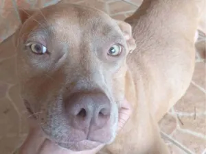 Cachorro raça Pit-Bull idade 6 ou mais anos nome Chuck, e Laila 