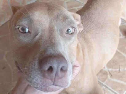 Cachorro raça Pit-Bull idade 6 ou mais anos nome Chuck, e Laila