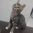 Calli