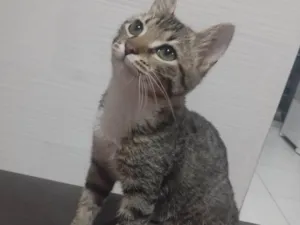 Gato raça SRD-ViraLata idade 2 a 6 meses nome Calli