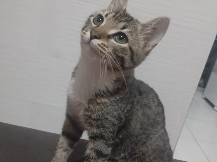 Gato ra a SRD-ViraLata idade 2 a 6 meses nome Calli