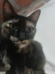 Manchadinha