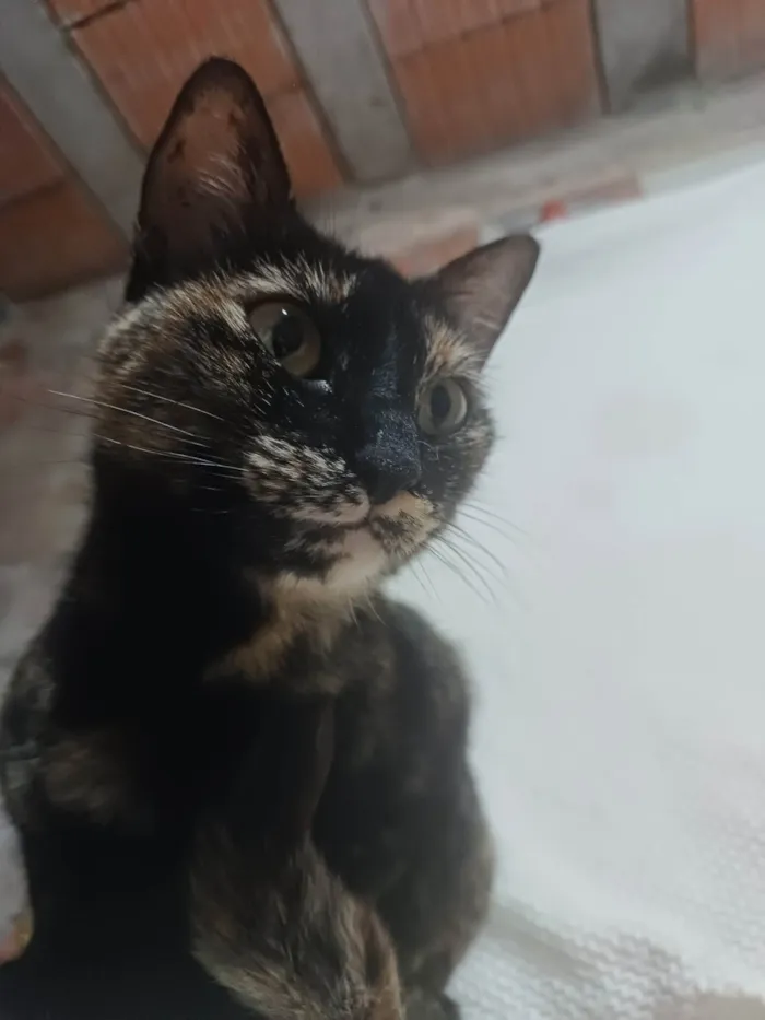 Gato ra a SRD-ViraLata idade 2 anos nome Manchadinha 