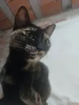 Manchadinha