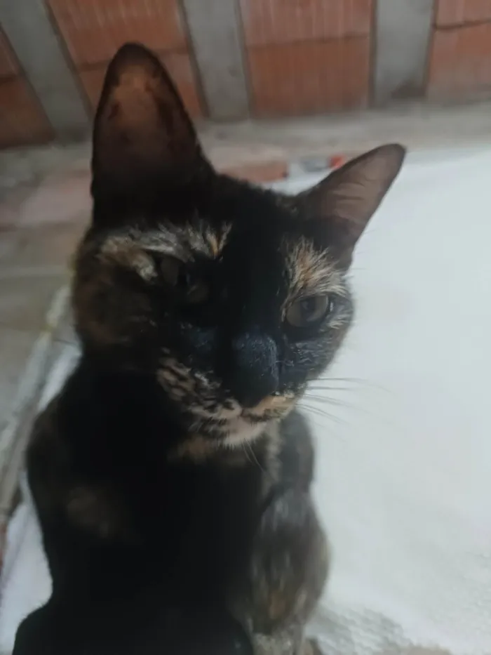 Gato ra a SRD-ViraLata idade 2 anos nome Manchadinha 