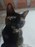 Manchadinha