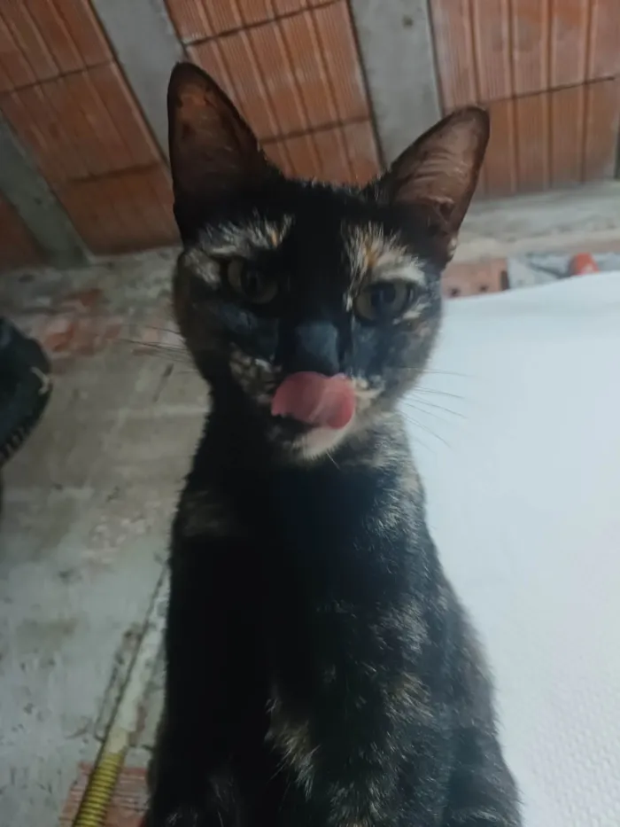 Gato ra a SRD-ViraLata idade 2 anos nome Manchadinha 