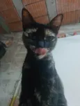 Manchadinha