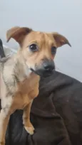 Gustavo (Gugu)
