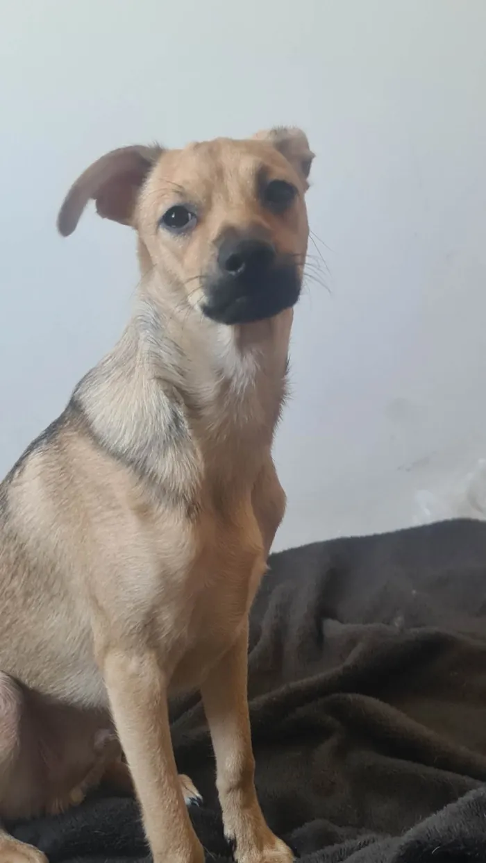 Cachorro ra a SRD-ViraLata idade 2 a 6 meses nome Gustavo (Gugu)