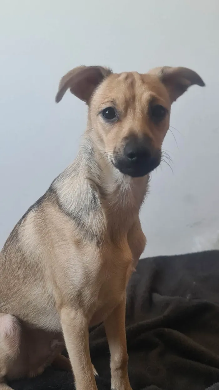 Cachorro ra a SRD-ViraLata idade 2 a 6 meses nome Gustavo (Gugu)