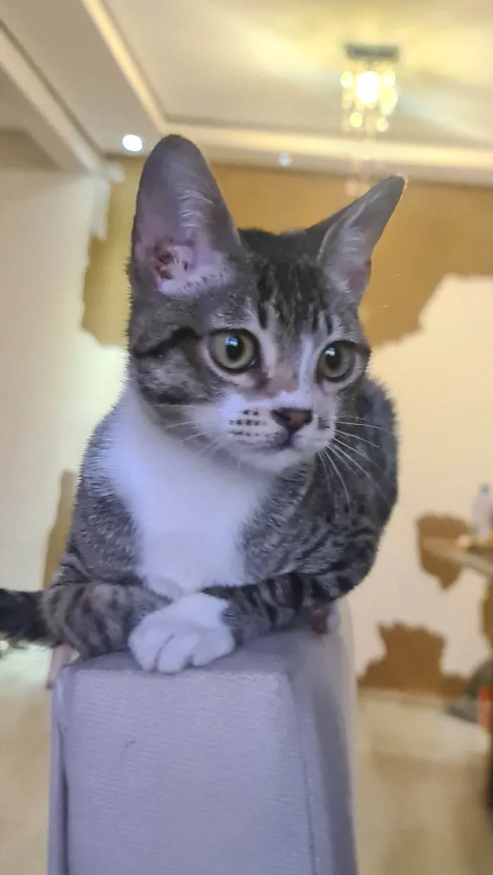 Gato ra a SRD-ViraLata idade 2 a 6 meses nome Ramon