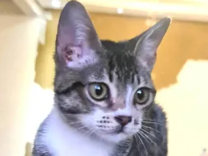 Gato raça SRD-ViraLata idade 2 a 6 meses nome Ramon