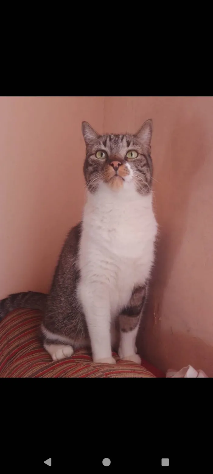 Gato ra a SRD-ViraLata idade 6 ou mais anos nome Lorenzo 