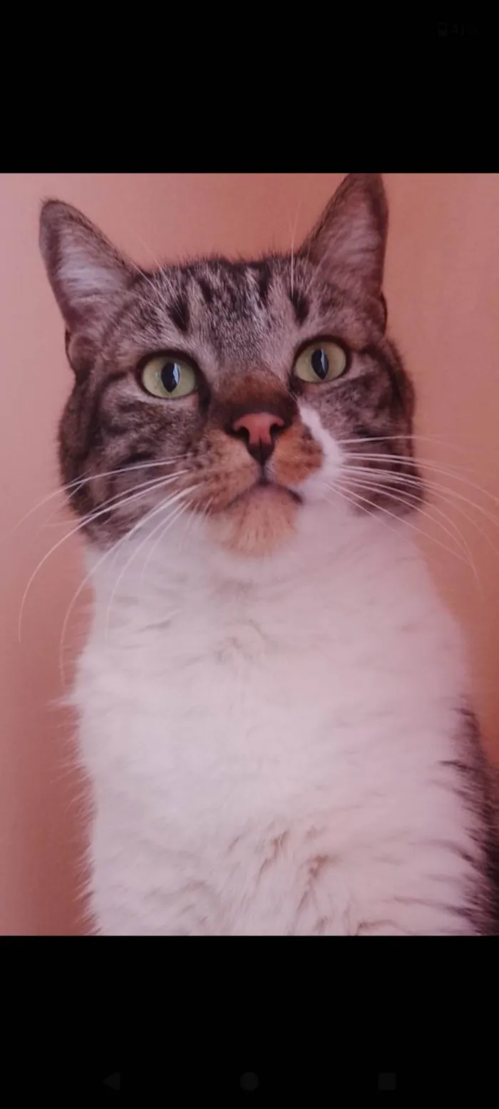 Gato ra a SRD-ViraLata idade 6 ou mais anos nome Lorenzo 