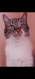 Lorenzo