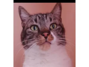 Gato raça SRD-ViraLata idade 6 ou mais anos nome Lorenzo 