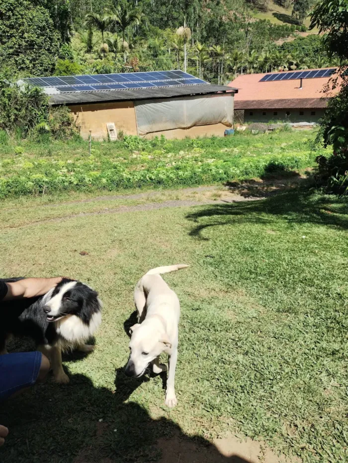 Cachorro ra a SRD-ViraLata idade 1 ano nome Não tem