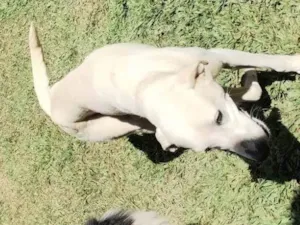 Cachorro raça SRD-ViraLata idade 1 ano nome Não tem