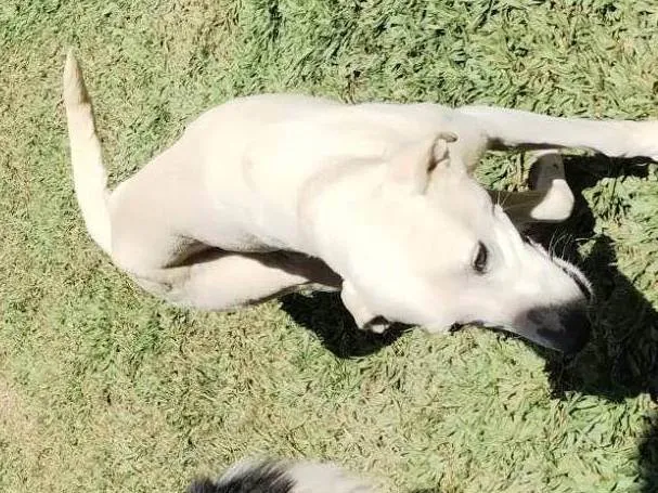 Cachorro ra a SRD-ViraLata idade 1 ano nome Não tem