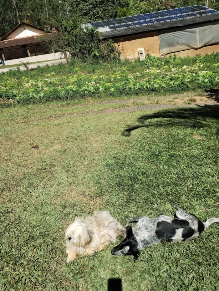 Cachorro ra a SRD-ViraLata idade 1 ano nome Sem nome